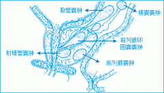 前列腺囊肿分为哪几种类型?